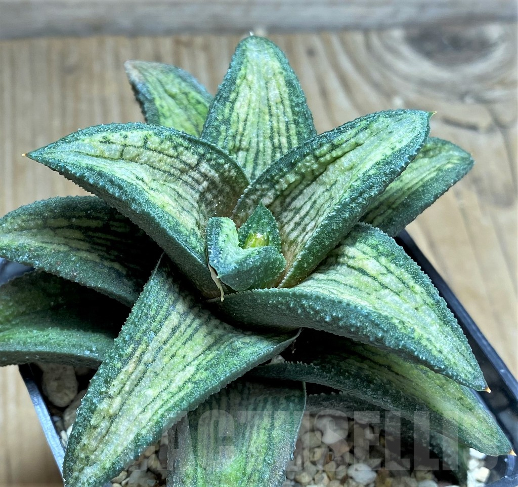 SHPR29976 Haworthia koelmaniorum hybrid T2