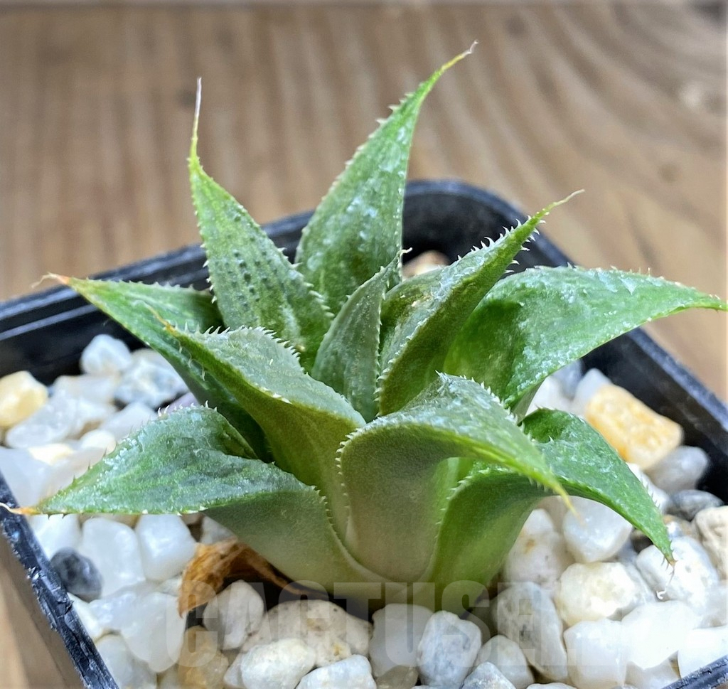 SHPR29977 Haworthia 'Maya Nishiki' ex Japan