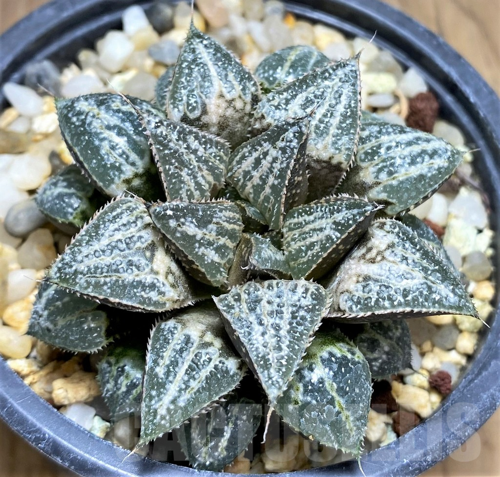 SHPR29978 Haworthia 'Yuki Keshiki'