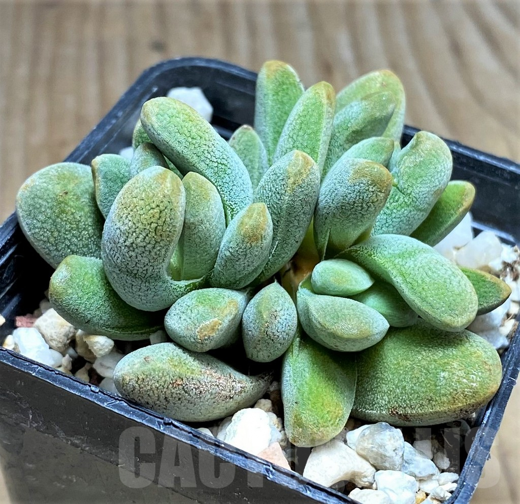 SHPR29979 Crassula tecta