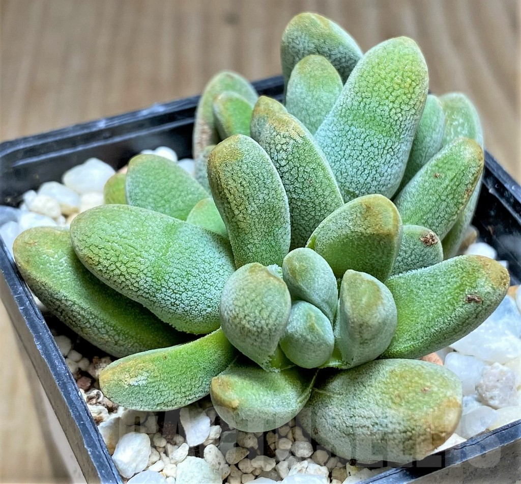 SHPR29979 Crassula tecta - Image 2