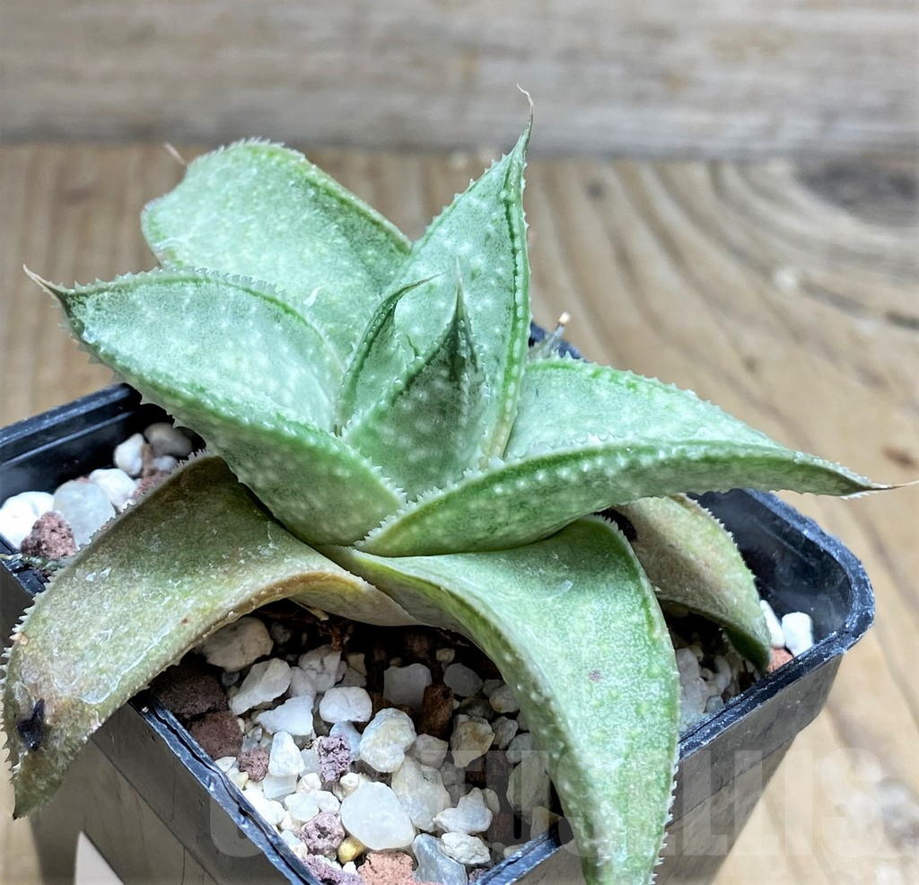 SHPR29980 Aloe 'Wonder' - Image 2