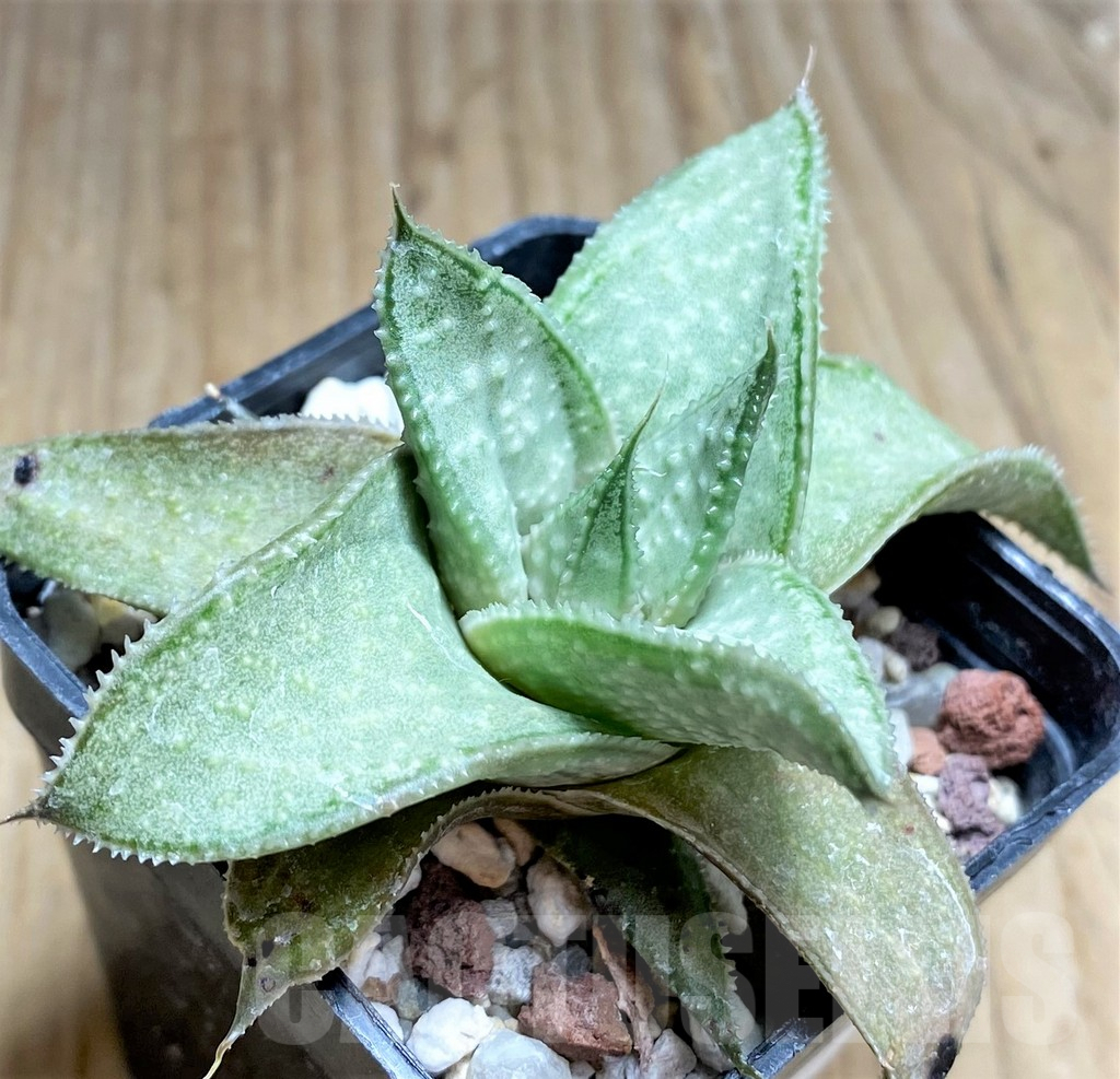 SHPR29980 Aloe 'Wonder'