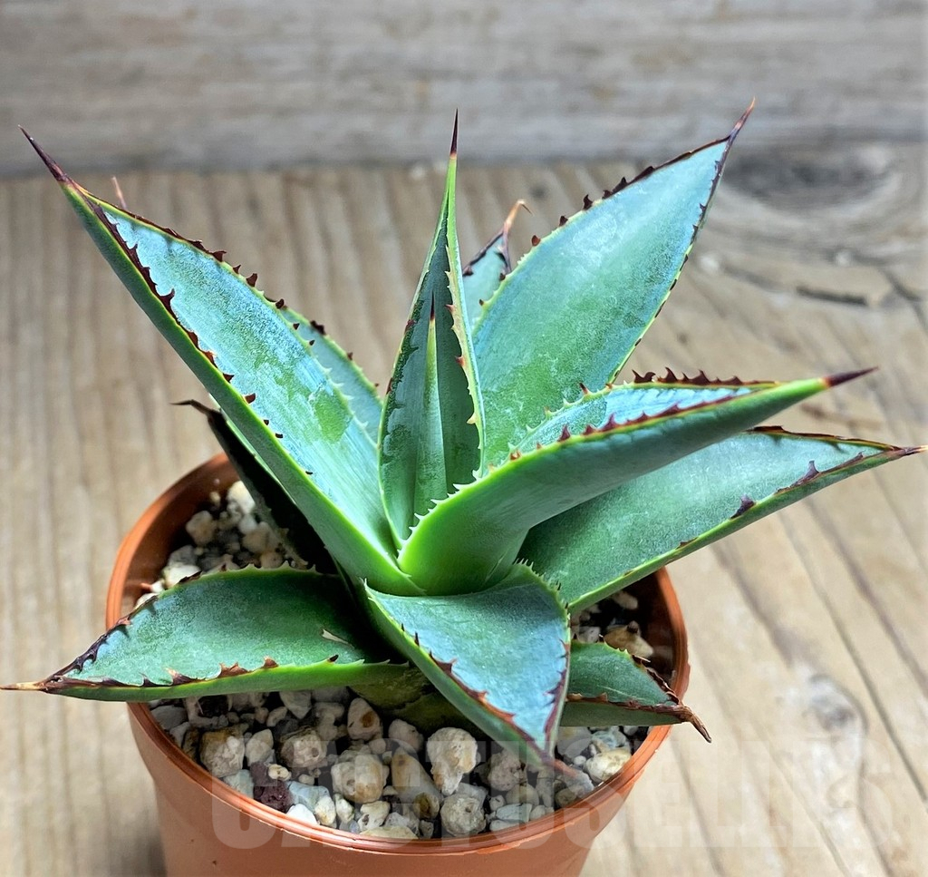 SHPR29981 Agave 'Shaka Zulu'