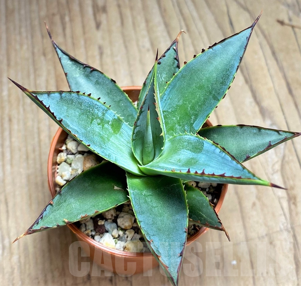 SHPR29981 Agave 'Shaka Zulu' – Bild 2