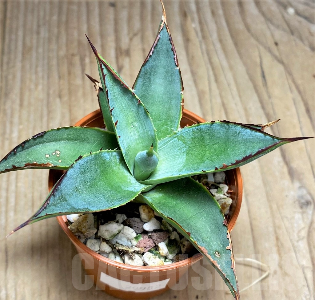 SHPR29982 Agave 'Shaka Zulu' - 画像 (2)