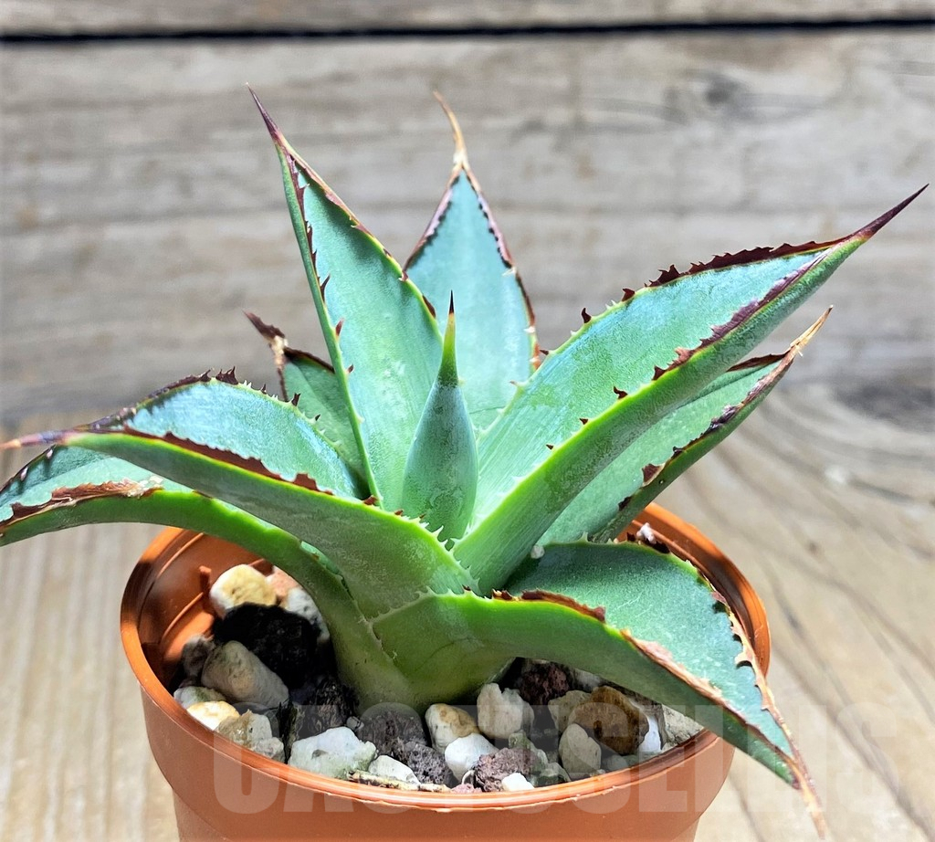 SHPR29982 Agave 'Shaka Zulu'