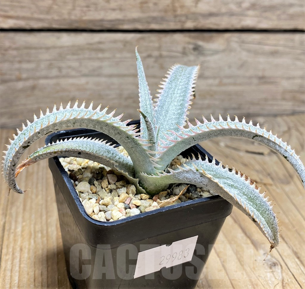 SHPR29983 Dyckia marnier-lapostollei ‘Pink Spine’