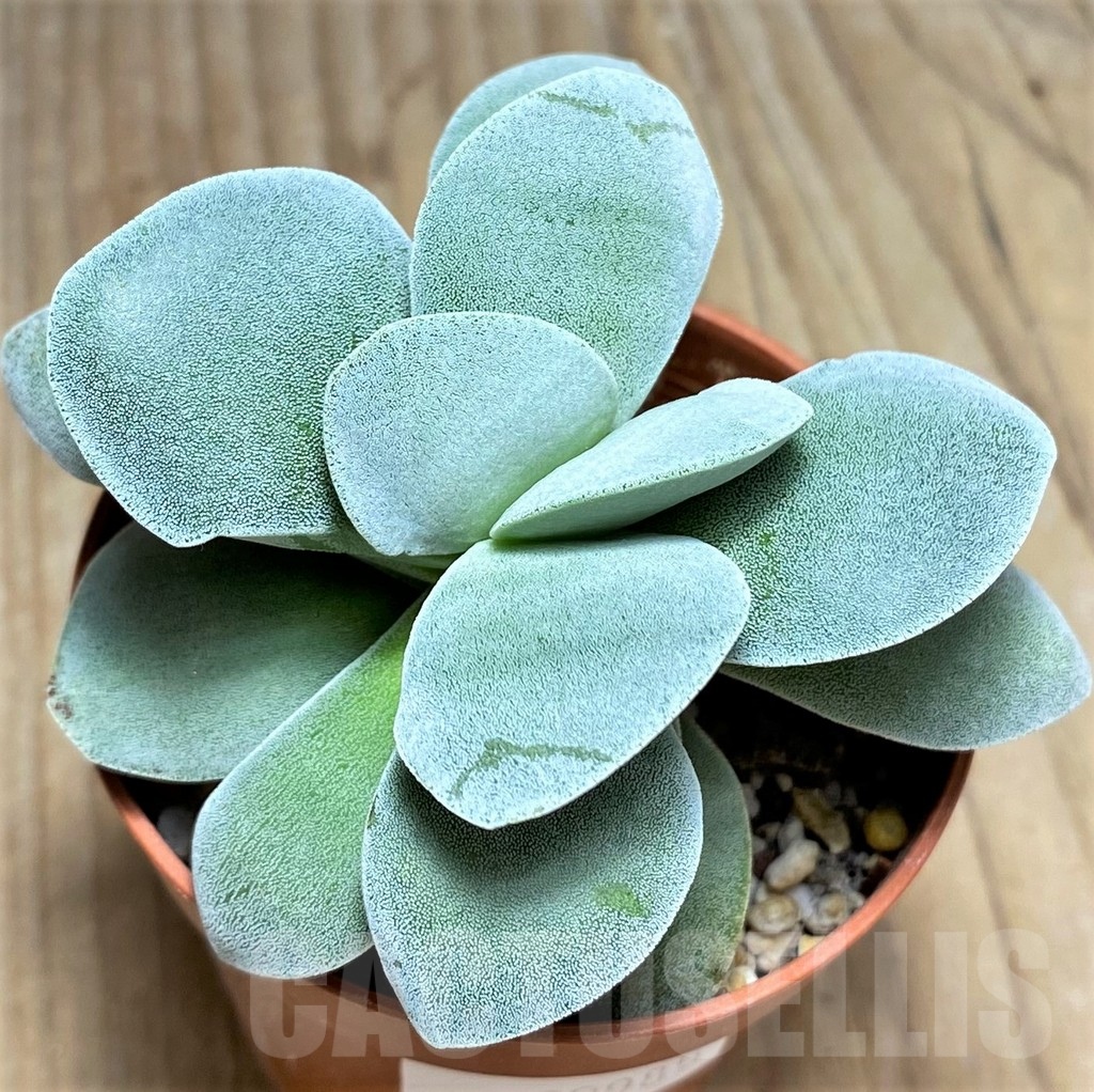 SHPR29985 Crassula 'Morgan's Beauty'