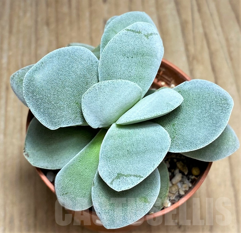 SHPR29985 Crassula 'Morgan's Beauty' - Image 2