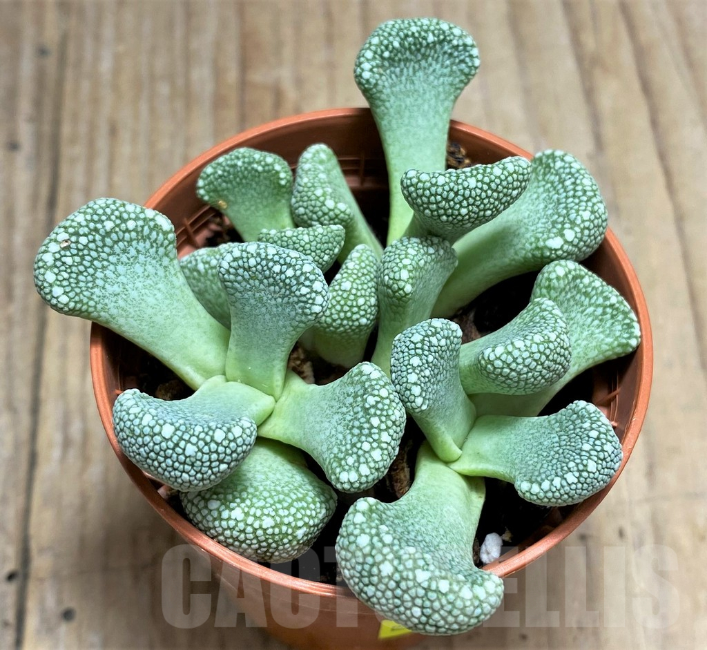 SHPR29986 Aloinopsis villetii