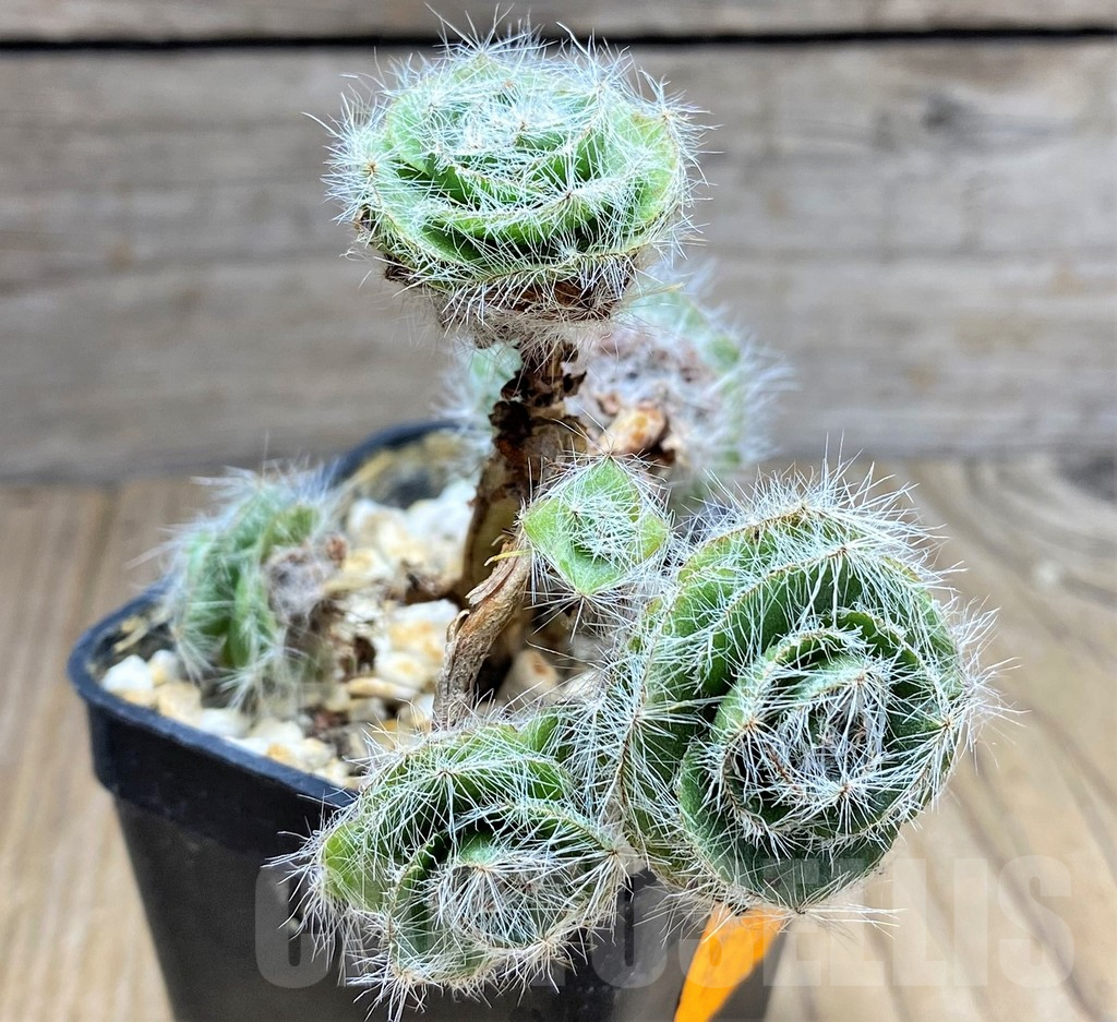 SHPR29987 Crassula barbata - Image 2