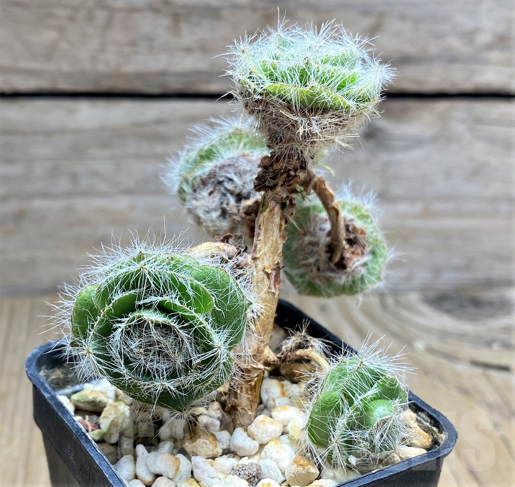 SHPR29987 Crassula barbata - Image 3