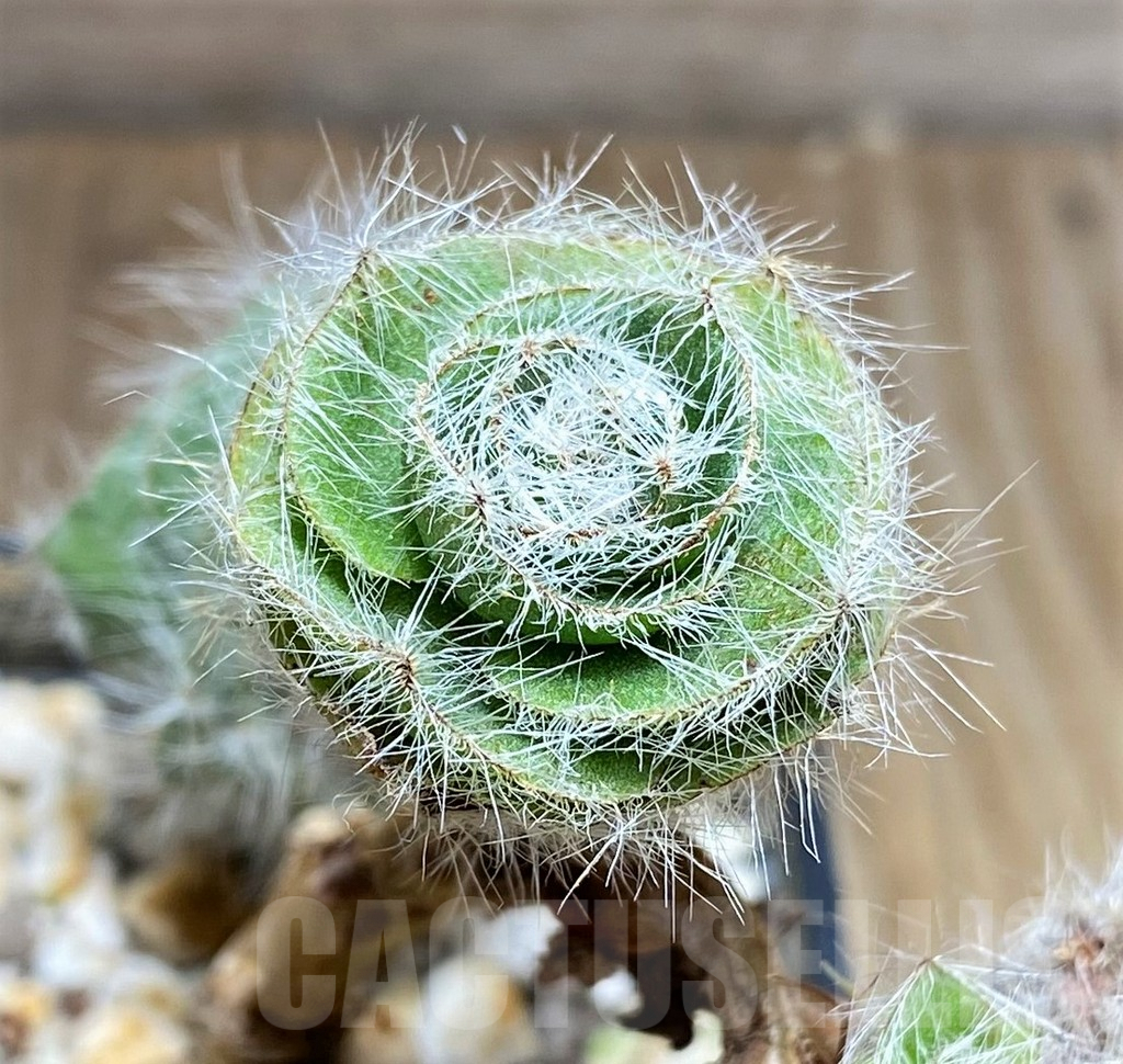 SHPR29987 Crassula barbata