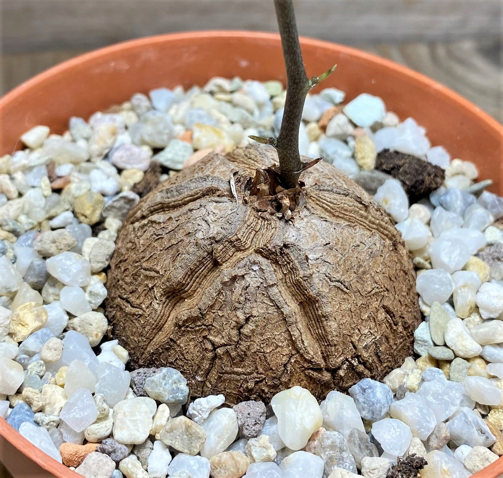 SHPR29988 Dioscorea elephantipes