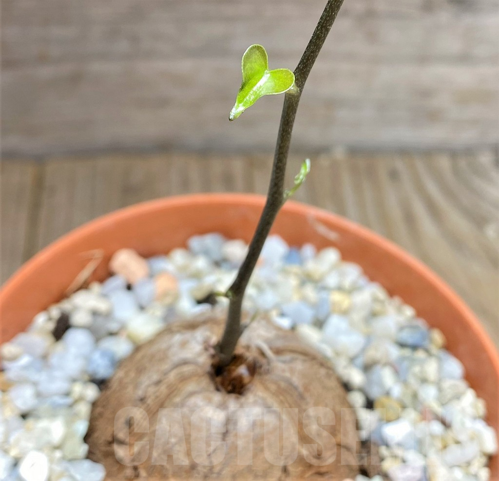 SHPR29988 Dioscorea elephantipes - immagine 2