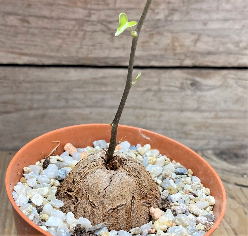 SHPR29988 Dioscorea elephantipes - immagine 3