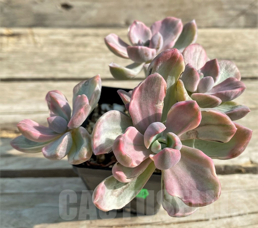 SHPR29989 Graptoveria ‘Mrs Richards’ f. variegata
