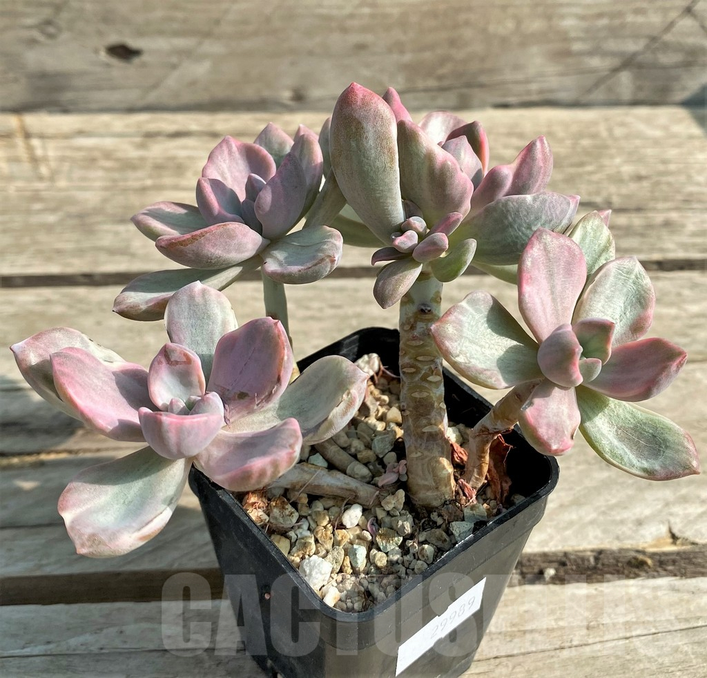 SHPR29989 Graptoveria ‘Mrs Richards’ f. variegata - immagine 2