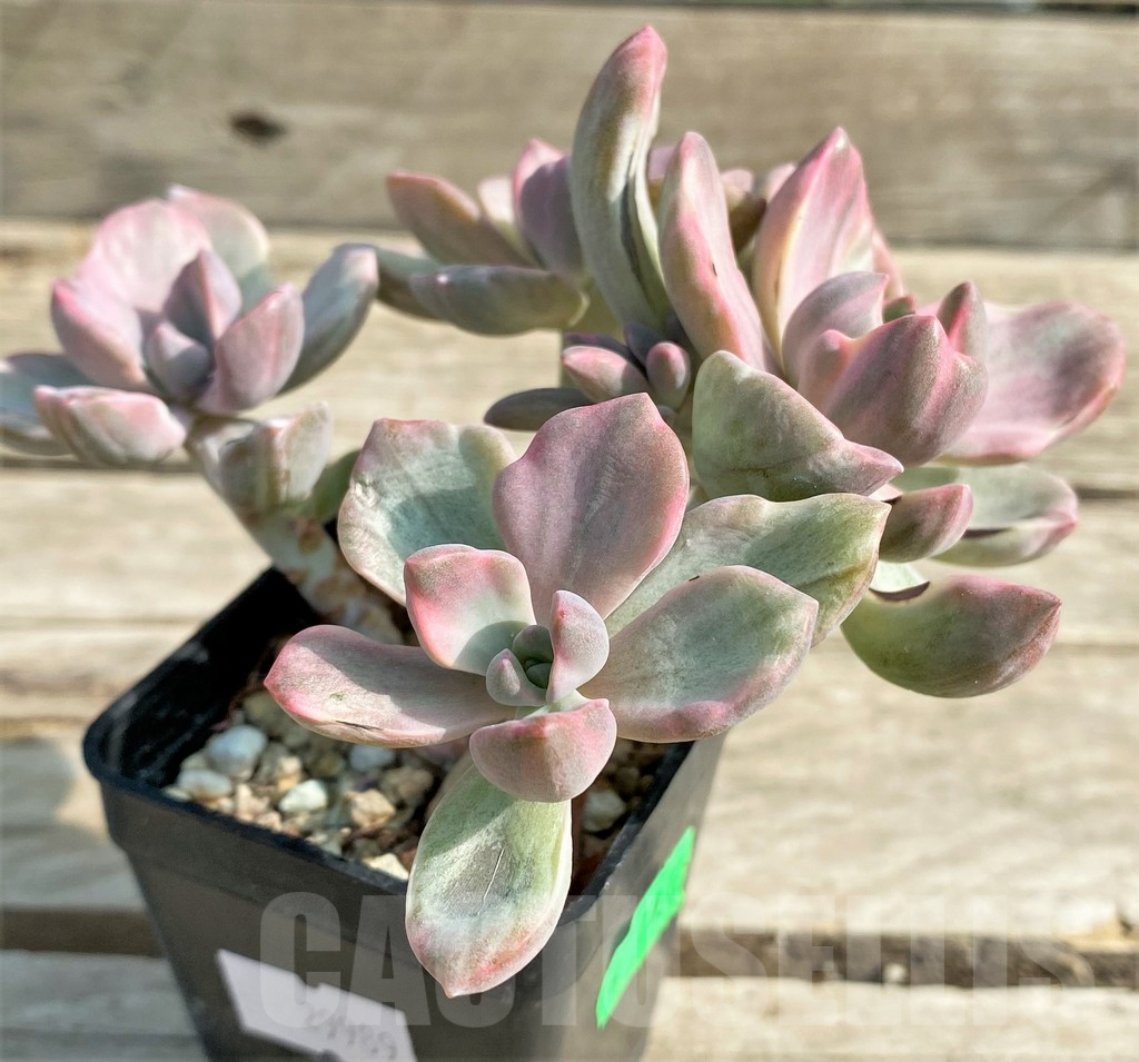 SHPR29989 Graptoveria ‘Mrs Richards’ f. variegata - immagine 3
