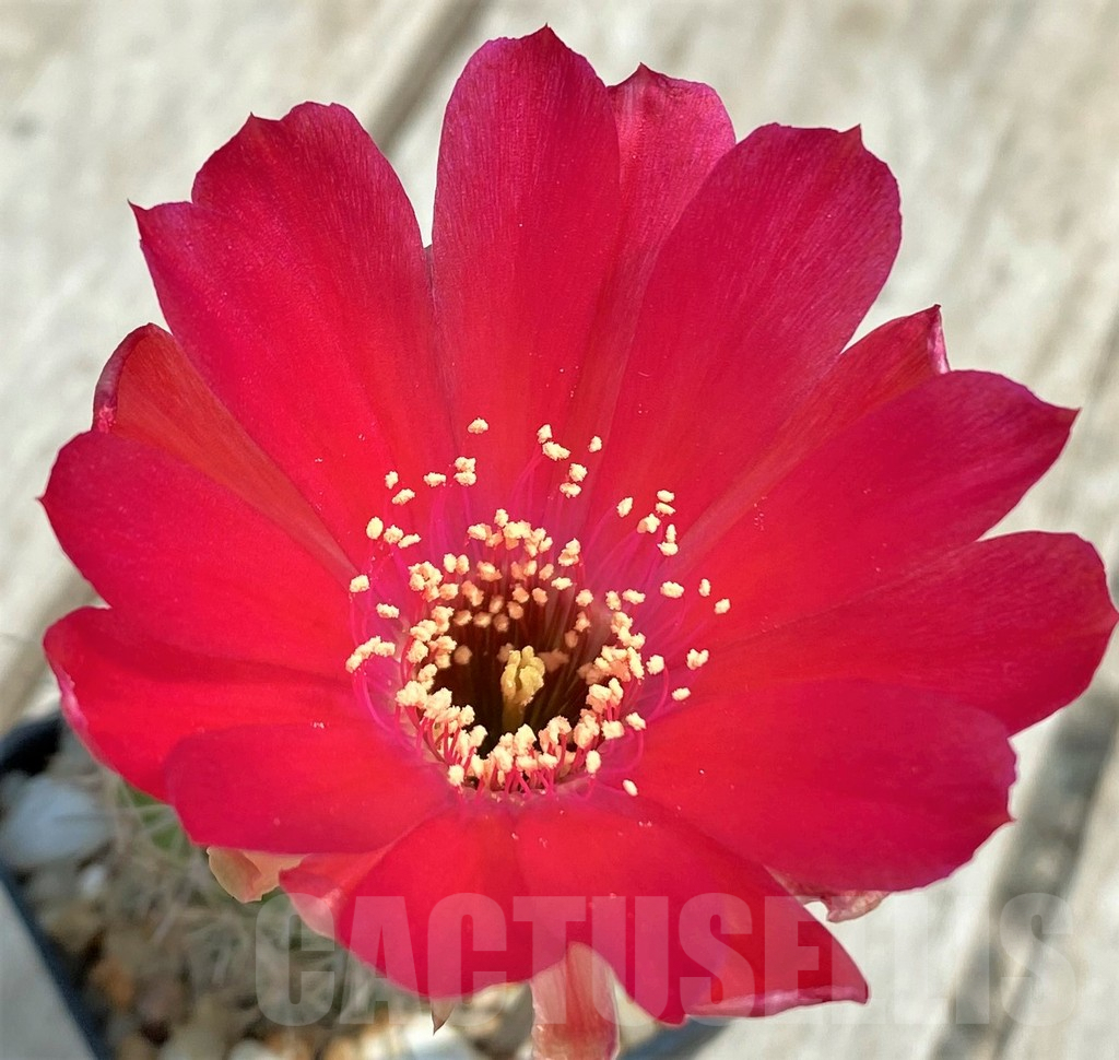 SHPR29990 Lobivia winteriana