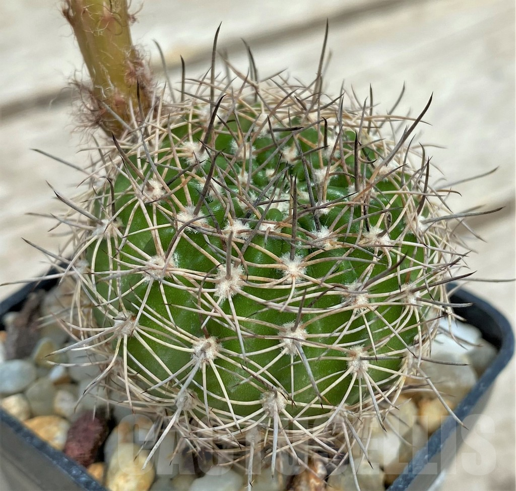 SHPR29990 Lobivia winteriana - Image 2