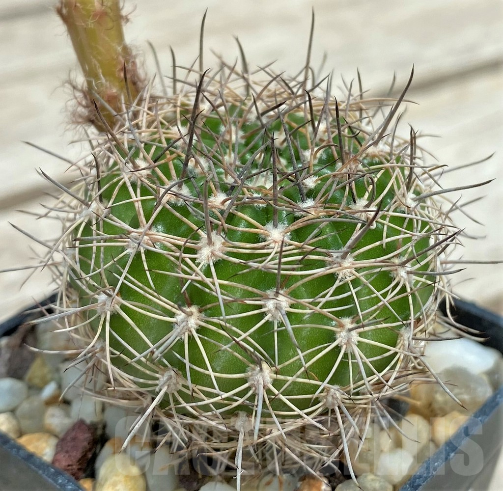 SHPR29990 Lobivia winteriana - Image 3