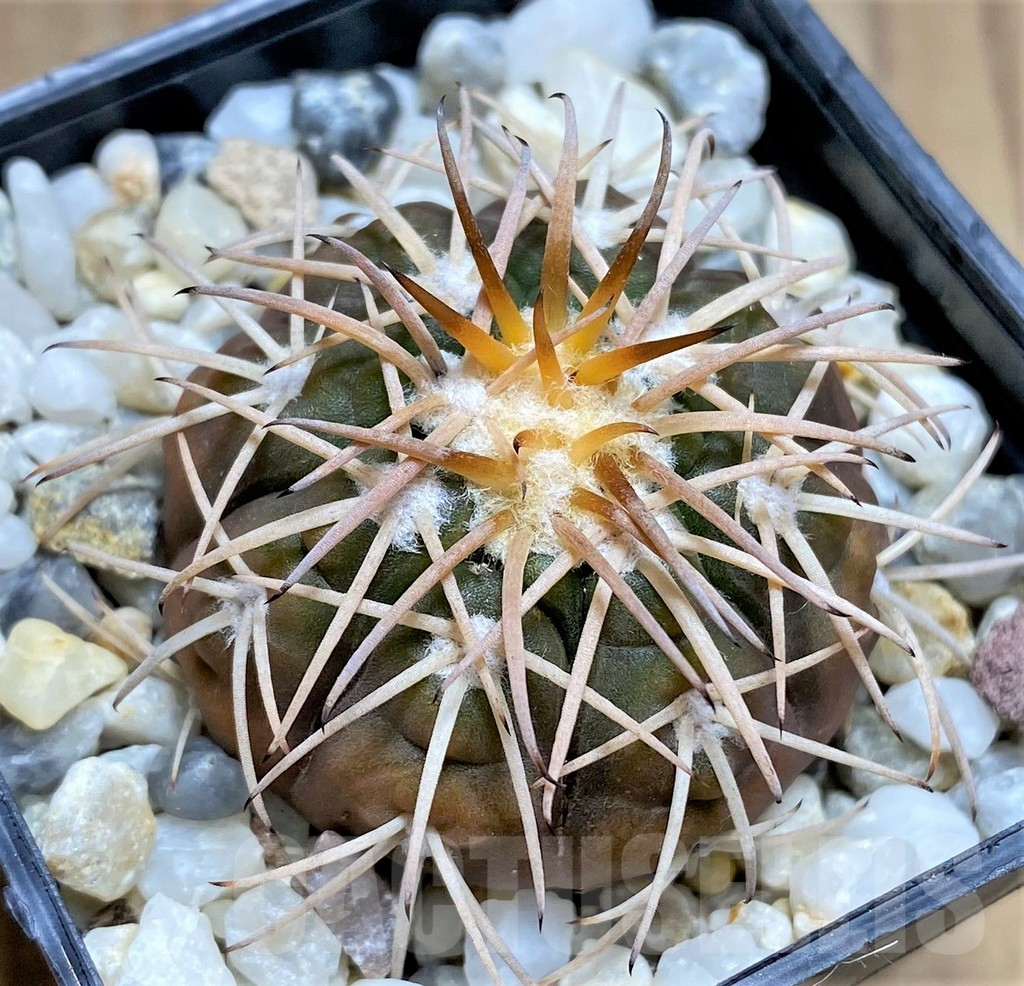 SHPR29994 Gymnocalycium spegazzinii -EL Obelisco- - Image 2