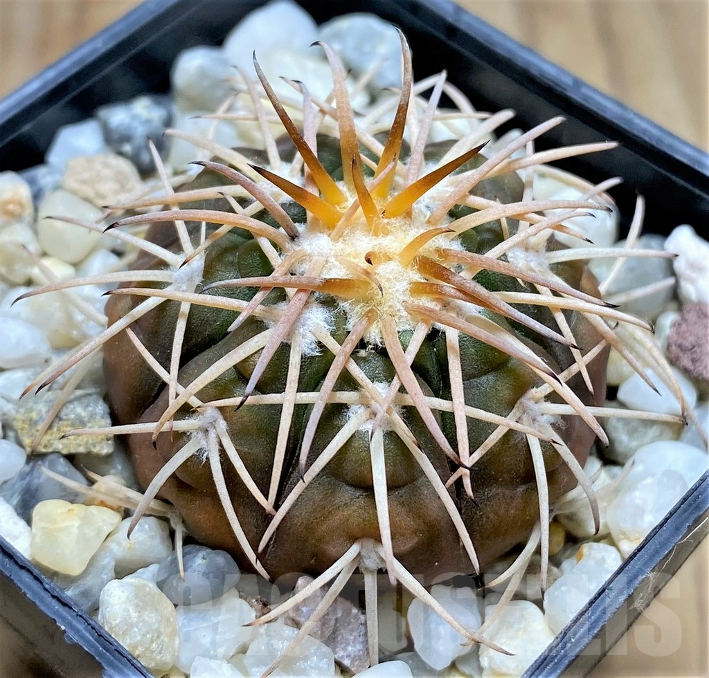 SHPR29994 Gymnocalycium spegazzinii -EL Obelisco-