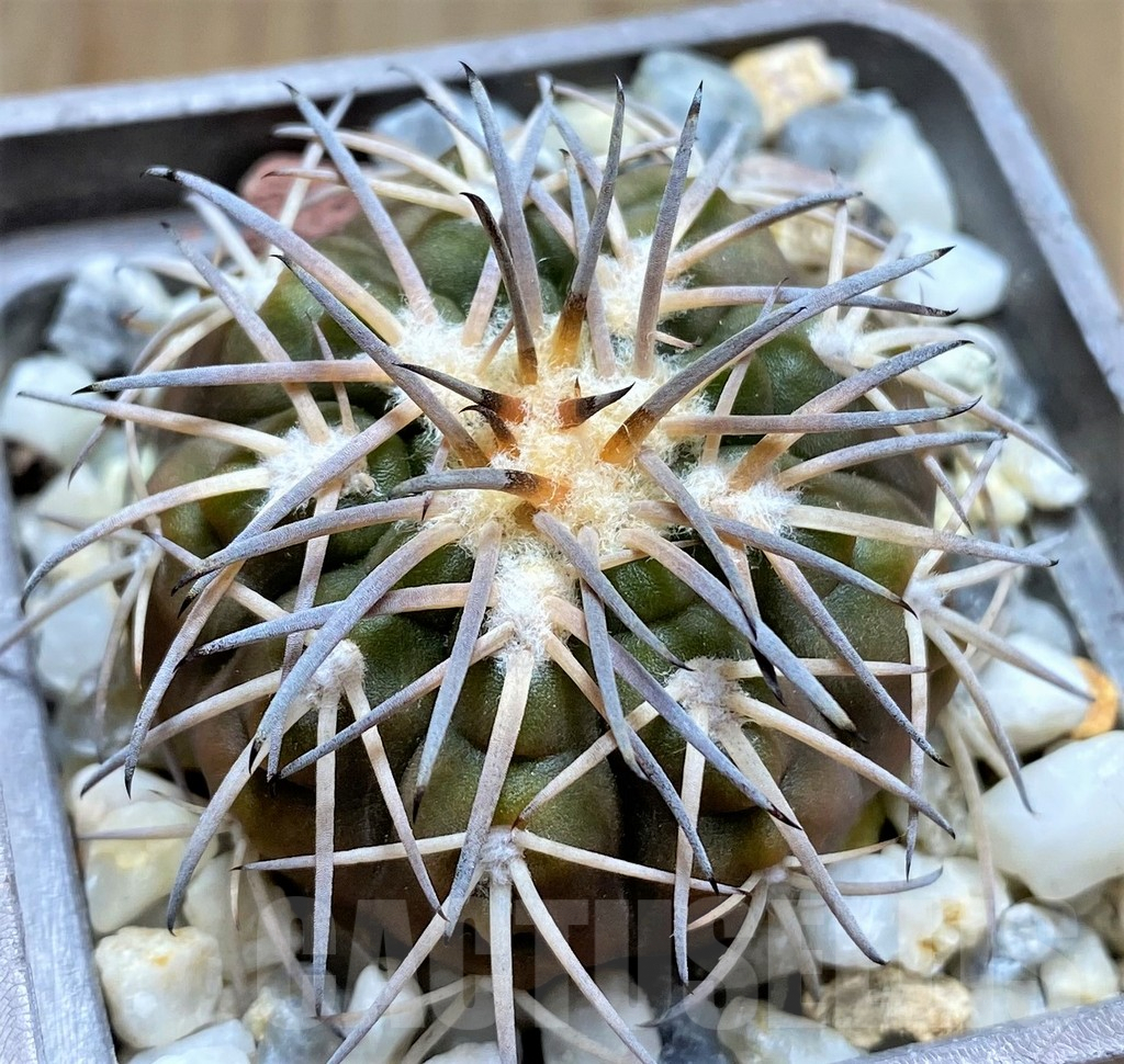 SHPR29995 Gymnocalycium spegazzinii -EL Obelisco- - Image 2