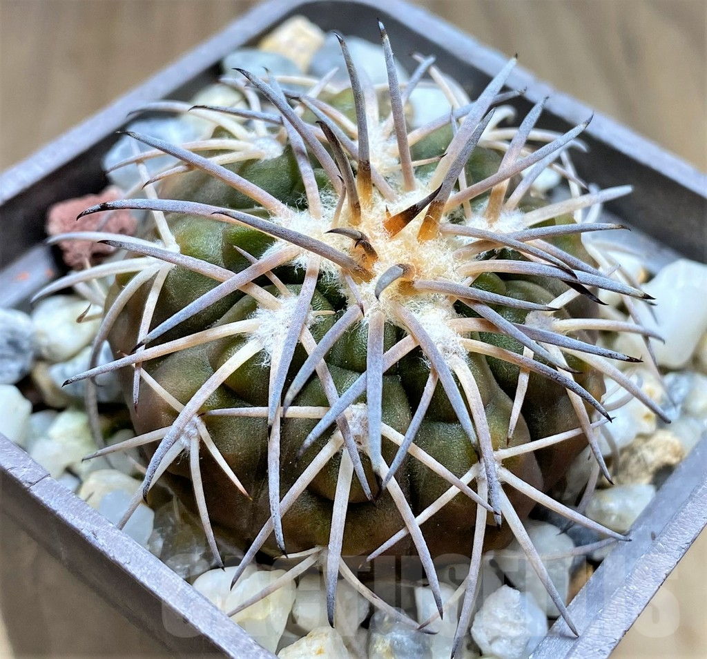 SHPR29995 Gymnocalycium spegazzinii -EL Obelisco-