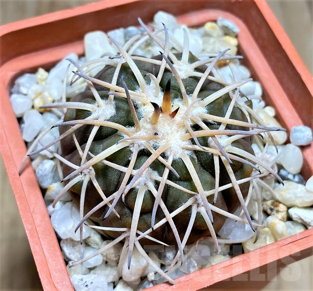 SHPR29997 Gymnocalycium spegazzinii -EL Obelisco- - 画像 (2)