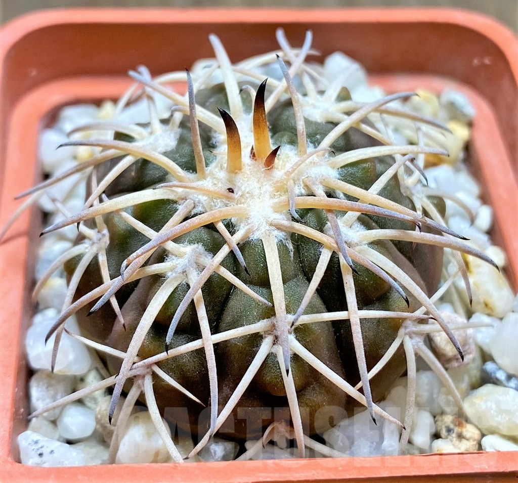 SHPR29997 Gymnocalycium spegazzinii -EL Obelisco-