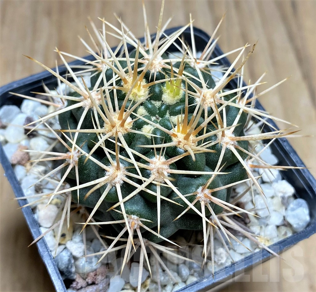 SHPR30006 Gymnocalycium neuhuberi - 画像 (2)