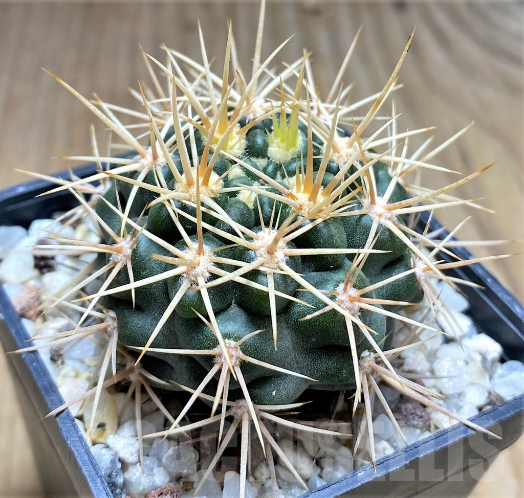 SHPR30006 Gymnocalycium neuhuberi