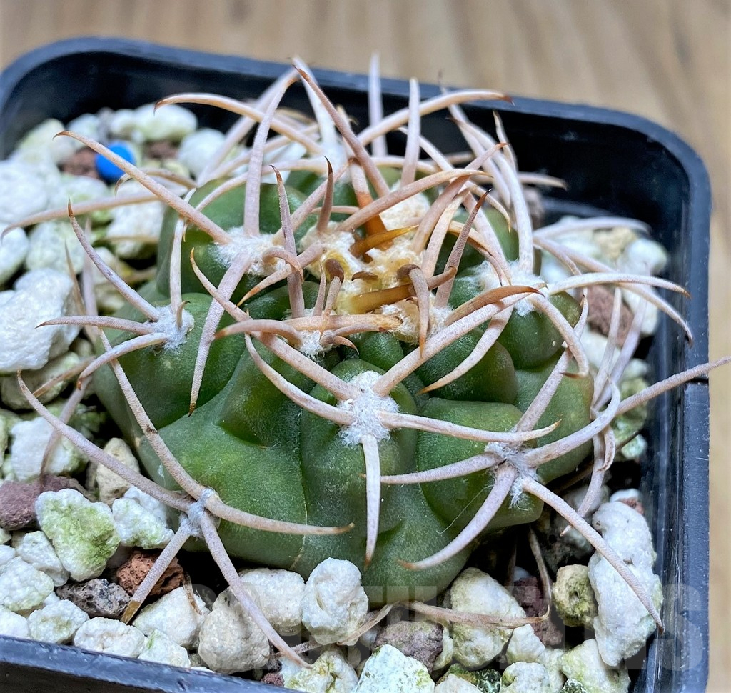 SHPR30009 Gymnocalycium catamarcense f. ensispinum VoS 2380/HS