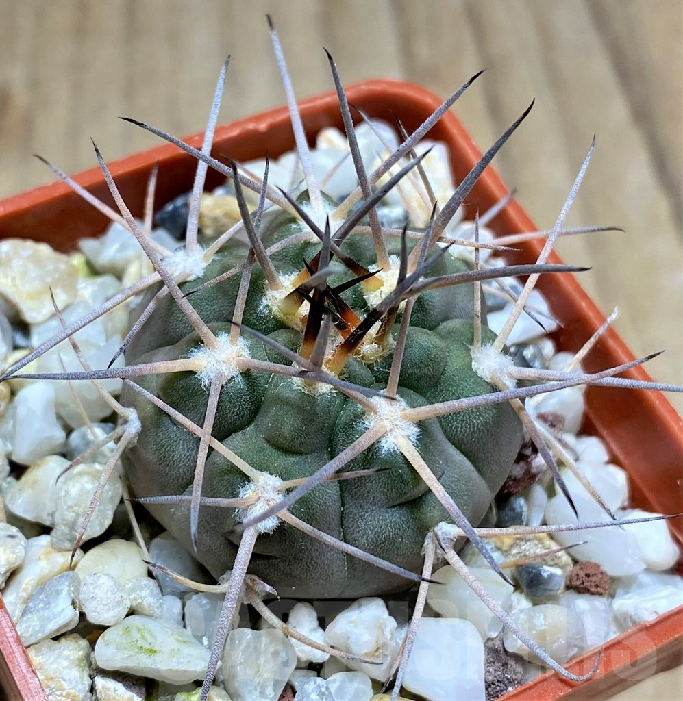 SHPR30014 Gymnocalycium rhodantherum P79A