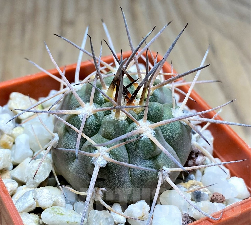 SHPR30014 Gymnocalycium rhodantherum P79A - 画像 (2)
