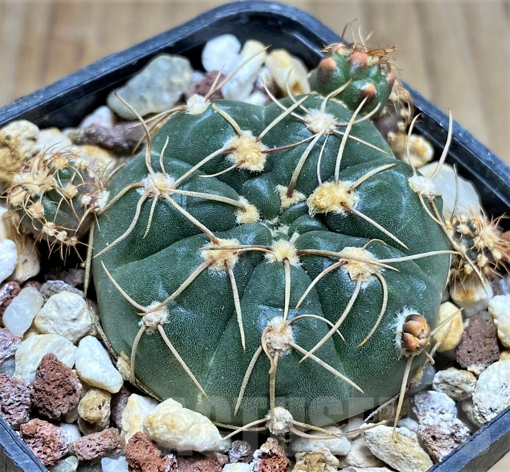 SHPR30015 Gymnocalycium uruguayense