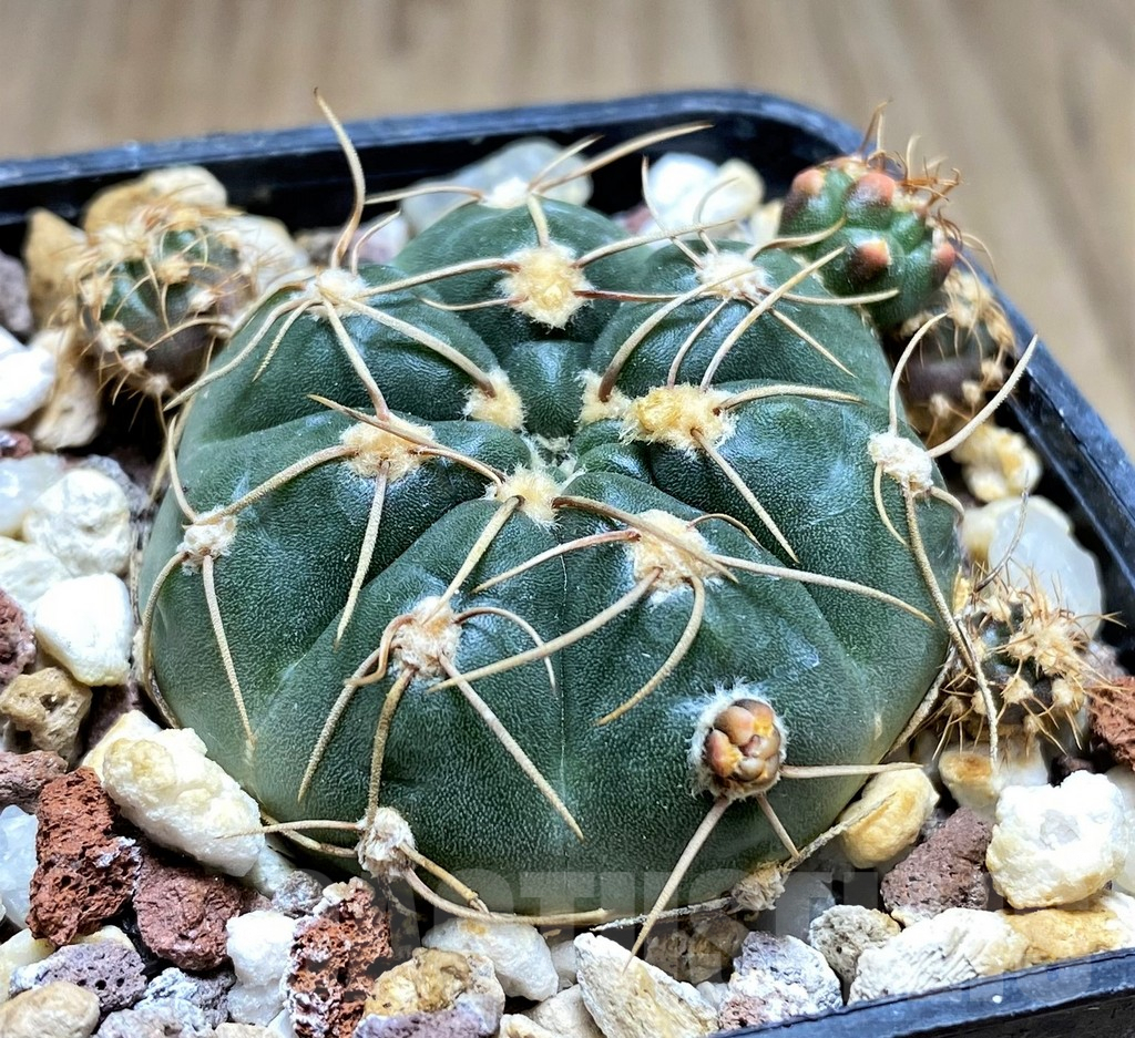 SHPR30015 Gymnocalycium uruguayense – Image 2