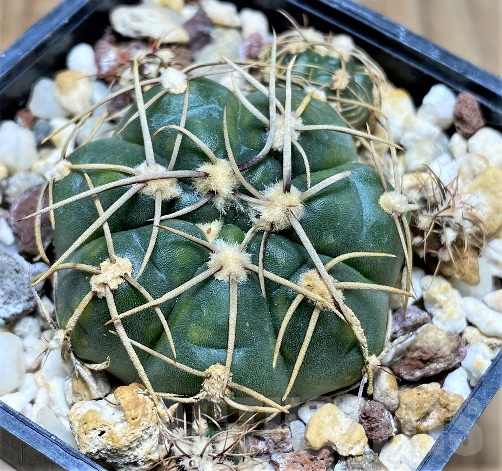 SHPR30016 Gymnocalycium uruguayense