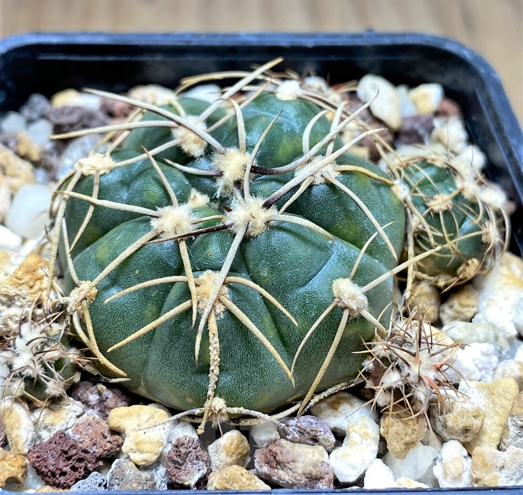 SHPR30016 Gymnocalycium uruguayense - Image 2
