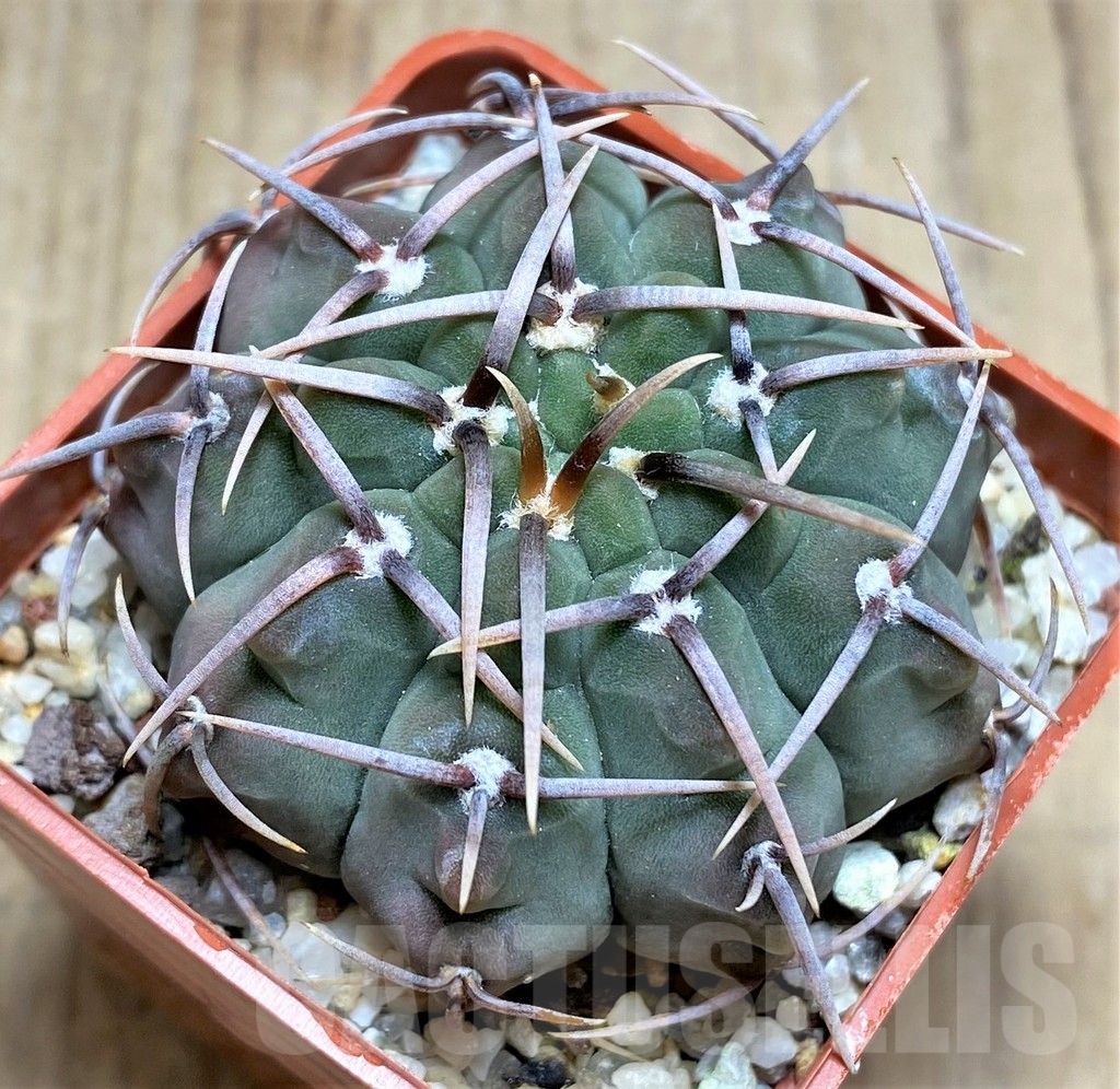 SHPR30023 Gymnocalycium vatteri v. altautinense