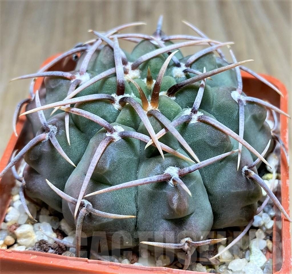 SHPR30023 Gymnocalycium vatteri v. altautinense - Obrázek 2