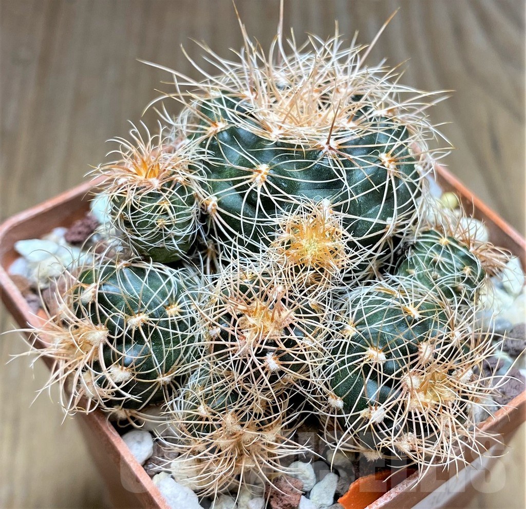 SHPR30024 Gymnocalycium bruchii ssp. melojeri VG 272 - Obrázek 3