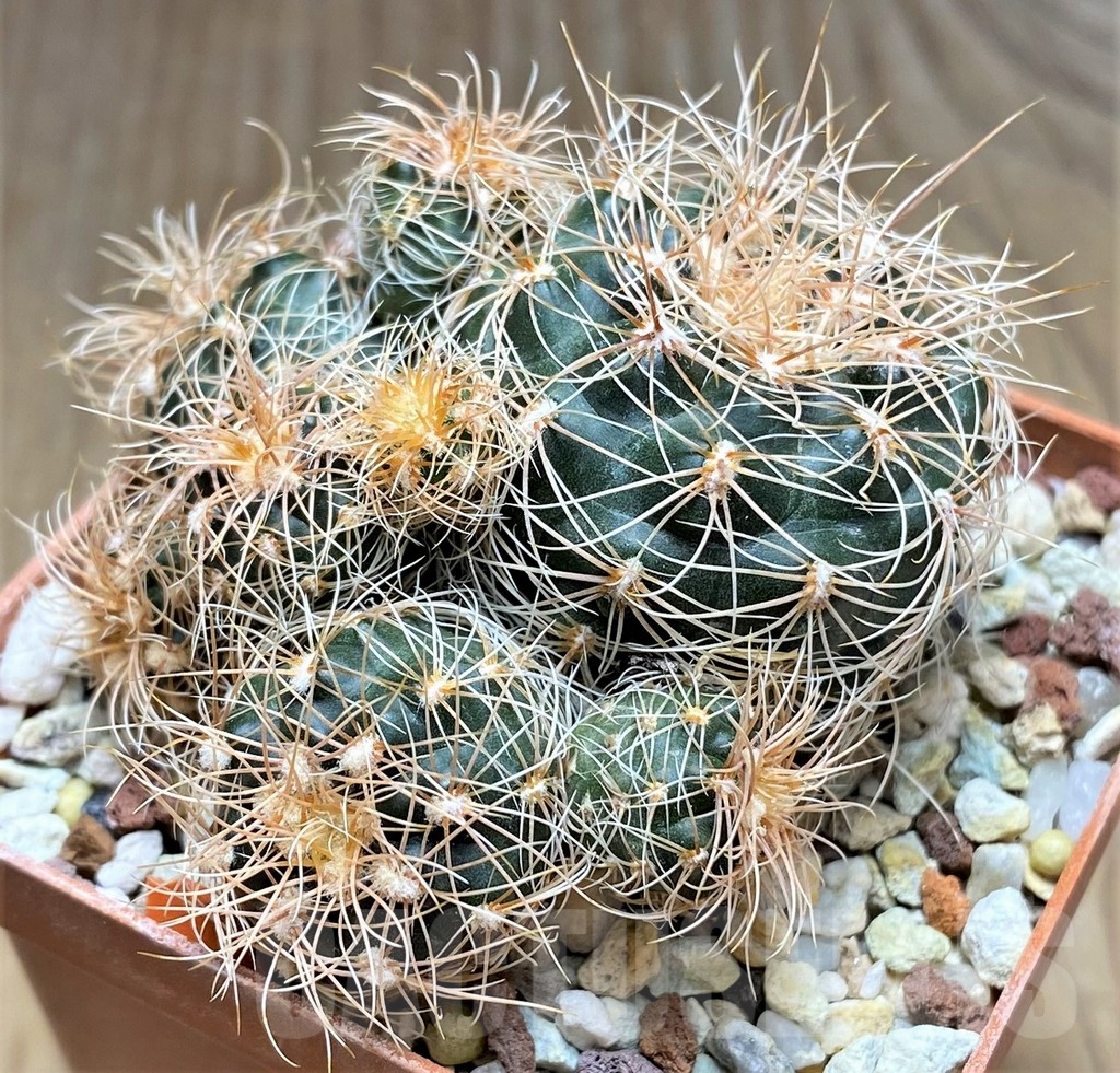 SHPR30024 Gymnocalycium bruchii ssp. melojeri VG 272