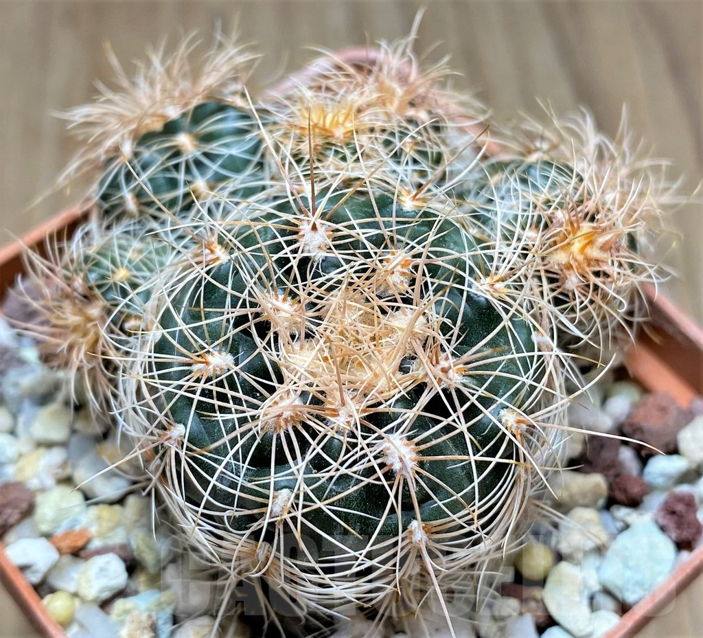 SHPR30024 Gymnocalycium bruchii ssp. melojeri VG 272 - Obrázek 2