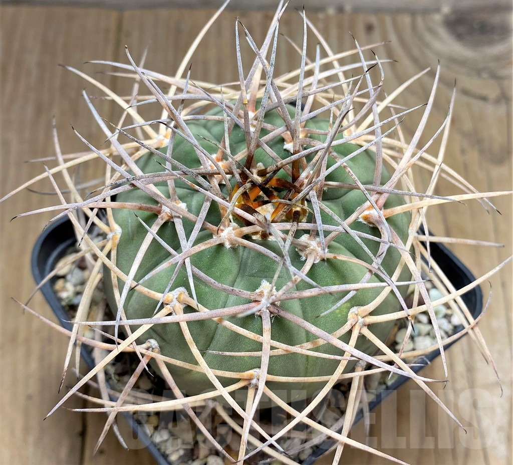 SHPR30026 Gymnocalycium cardenasianum, 10 year old