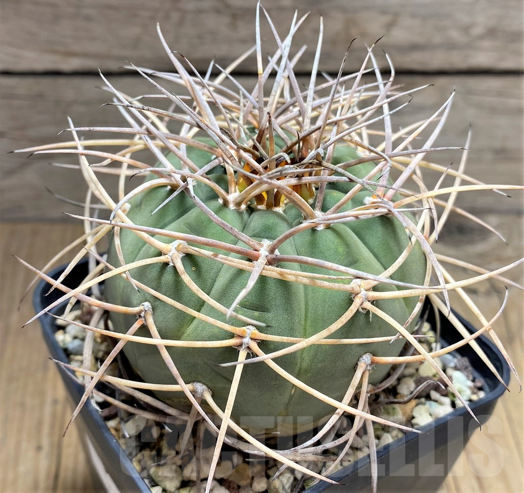 SHPR30026 Gymnocalycium cardenasianum, 10 year old - Obrázek 2