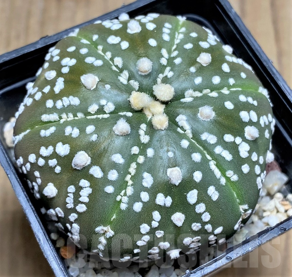 SHPR30027 Astrophytum asterias 'Super Kabuto' hybrid, 6 ribs
